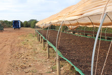 Cargar imagen en el visor de la galería, Aelin Lau - Brasil, Sao Lucas